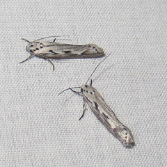 Ethmia discostrigella