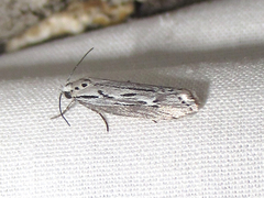 Ethmia discostrigella