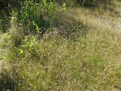 Rhynchospora colorata