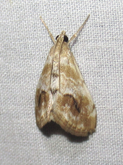 Evergestis lunulalis