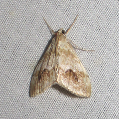 Evergestis lunulalis