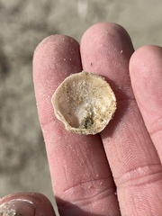 Phacoides pectinatus