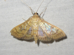 Mimorista subcostalis