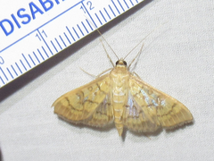 Mimorista subcostalis