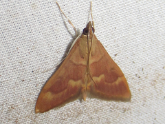 Pyrausta klotsi