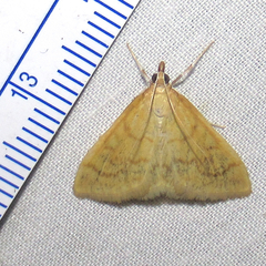 Pyraustini