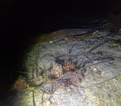 Pagurus acadianus