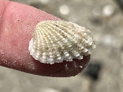 Cardites floridanus