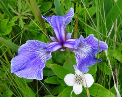 Iris hookeri