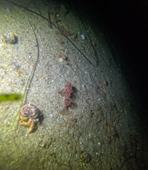 Hemitripterus americanus