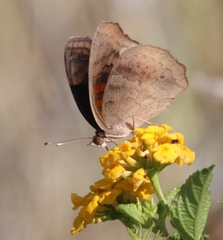 Junonia nigrosuffusa