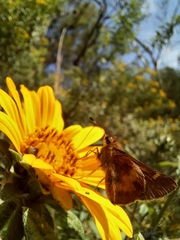 Lon melane vitellina