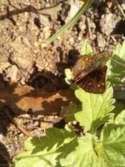 Lon melane vitellina