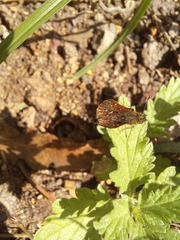 Lon melane vitellina