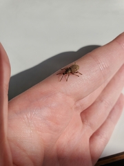 Otiorhynchus singularis