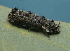 Leperina lacera