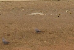 Columba guinea