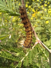Hemileucinae