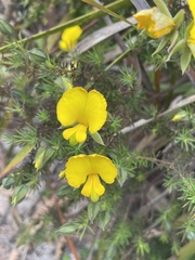 Gompholobium minus