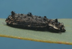 Leperina lacera