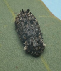 Leperina lacera