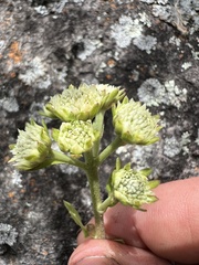 Apiales