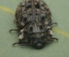 Leperina lacera