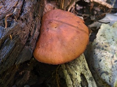 Gymnopilus liquiritiae