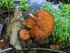 Gymnopilus liquiritiae