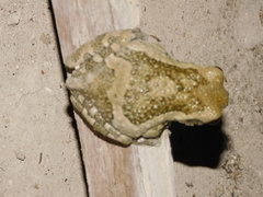 Trachycephalus vermiculatus