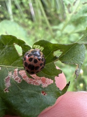 Henosepilachna vigintisexpunctata
