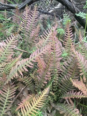 Blechnum parrisiae
