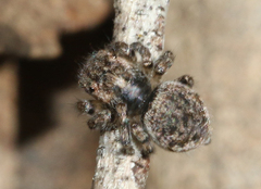 Maratus plumosus