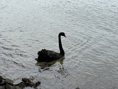 Cygnus atratus
