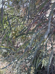 Acacia retinodes