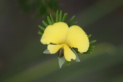 Gompholobium nitidum