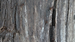 Liometopum occidentale