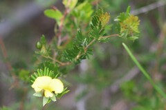 Gompholobium nitidum