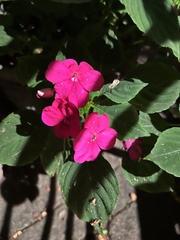 Impatiens walleriana