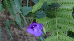 Torenia concolor