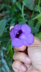 Torenia concolor