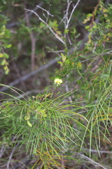Gompholobium nitidum