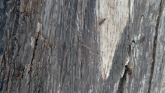 Liometopum occidentale