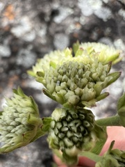 Apiales
