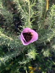 Calochortus splendens