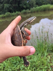 Phrynops geoffroanus