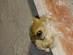 Trachycephalus vermiculatus