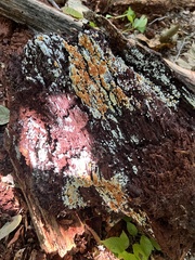 Botryobasidium aureum