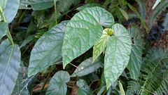 Begonia longifolia
