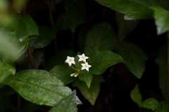 Mussaenda parviflora